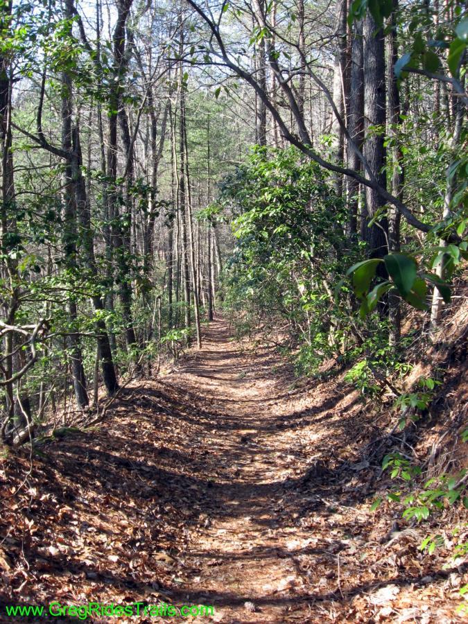 A serene forest trail winding through tall trees, with a path covered in fallen leaves and surrounded by lush greenery. The sun filters through the branches, creating a peaceful atmosphere ideal for hiking or nature walks. Turner Creek Trail mountain bike trail.