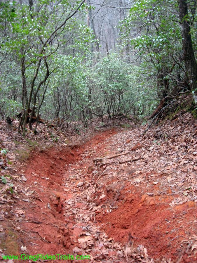 A narrow dirt pathway surrounded by dense greenery, featuring reddish-brown soil and scattered autumn leaves. The trail appears slightly eroded, winding through a wooded area with shrubs and trees on either side. Turner Creek Trail mountain bike trail.