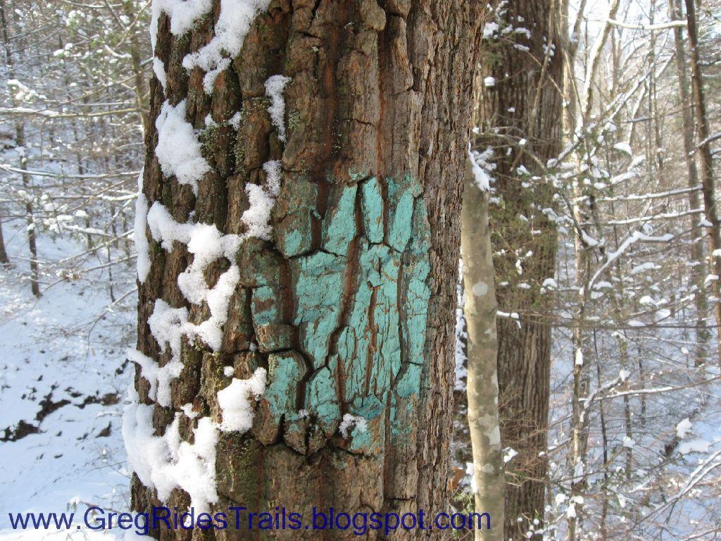 A close-up view of a tree trunk in a snowy forest, featuring a patch of bright turquoise paint on the bark. The surrounding tree bark is textured and features some patches of snow, with a backdrop of snow-covered trees and a winter landscape. Fontana Village mountain bike trail.