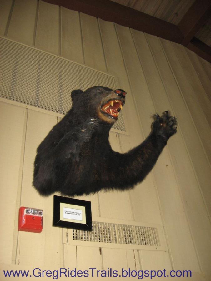 A mounted black bear head and forelimb displayed on a wall, showcasing its teeth in a fierce pose. A small plaque beneath the bear provides additional information about the specimen. The surrounding wall is a light color, contributing to the display’s rustic aesthetic. An alarm box is visible to the left of the bear mount. Fontana Village mountain bike trail.