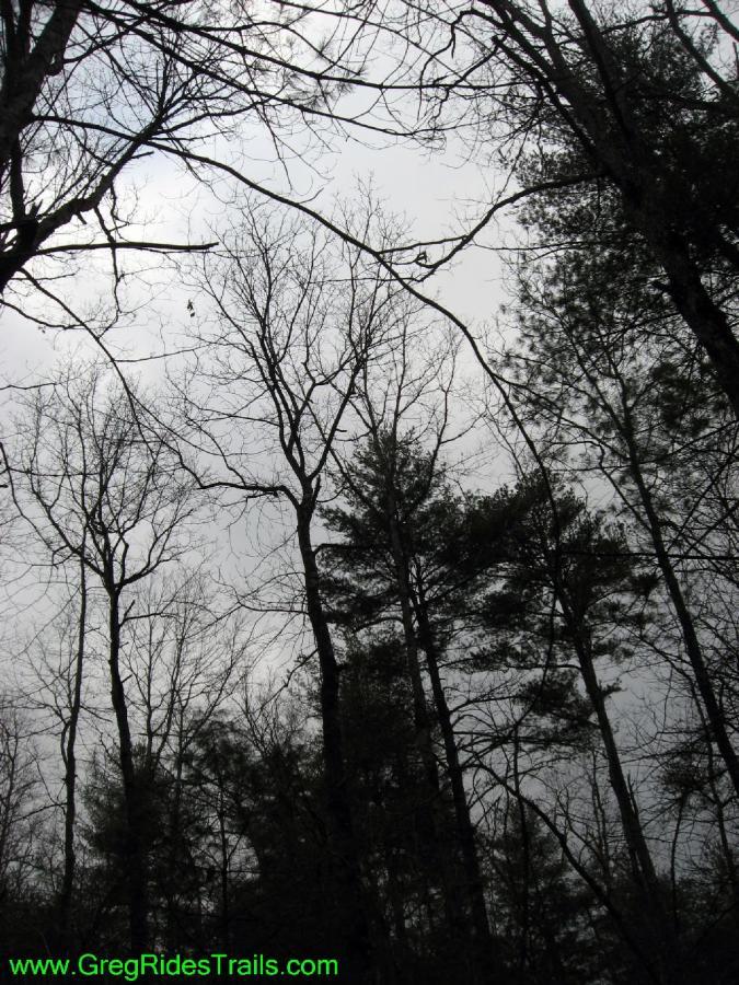 A view of a cloudy sky through tall, bare trees, with some evergreen trees visible, creating a serene and slightly gloomy atmosphere. Turner Creek Trail mountain bike trail.