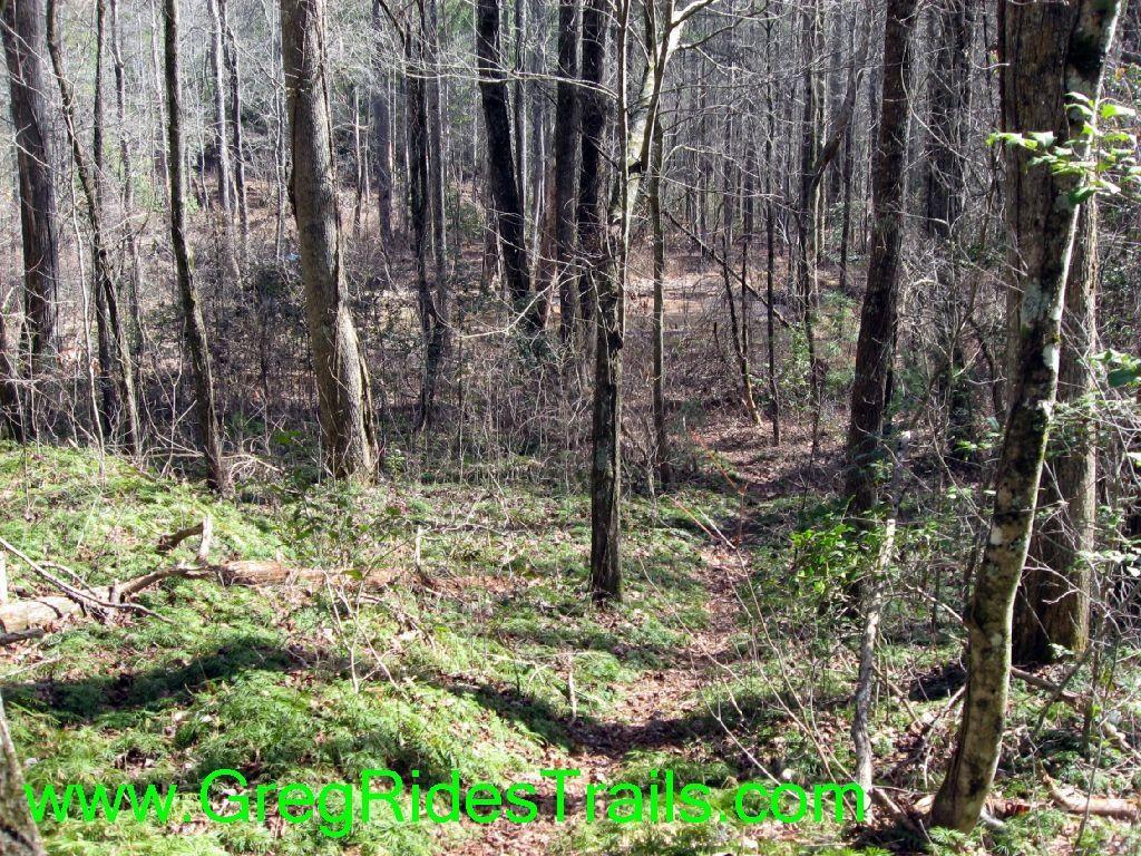 A scenic view of a wooded trail in a forest, featuring tall trees and lush green undergrowth. The pathway meanders through the trees, suggesting a tranquil and natural setting. Sunlight filters through the branches, highlighting the serene atmosphere. Turner Creek Trail mountain bike trail.