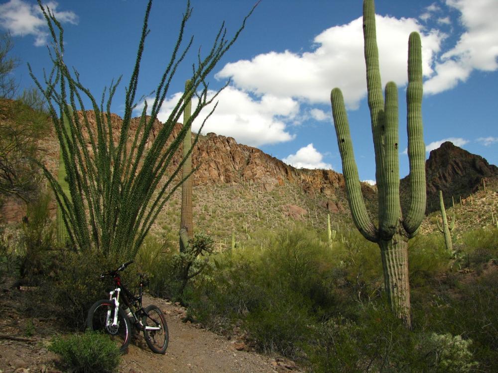 A mountain bike resting on a dirt trail surrounded by tall cacti and desert vegetation, with rocky mountains in the background and a partly cloudy blue sky above. Tucson Mountain Park mountain bike trail.