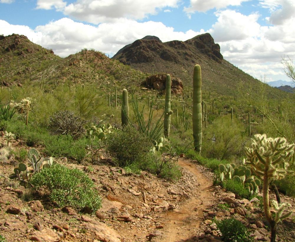 A scenic desert landscape featuring various cacti, including tall saguaro cacti, lush greenery, and rocky hills under a partly cloudy sky. A winding dirt path leads through the vegetation, showcasing the natural beauty of the arid environment. Tucson Mountain Park mountain bike trail.