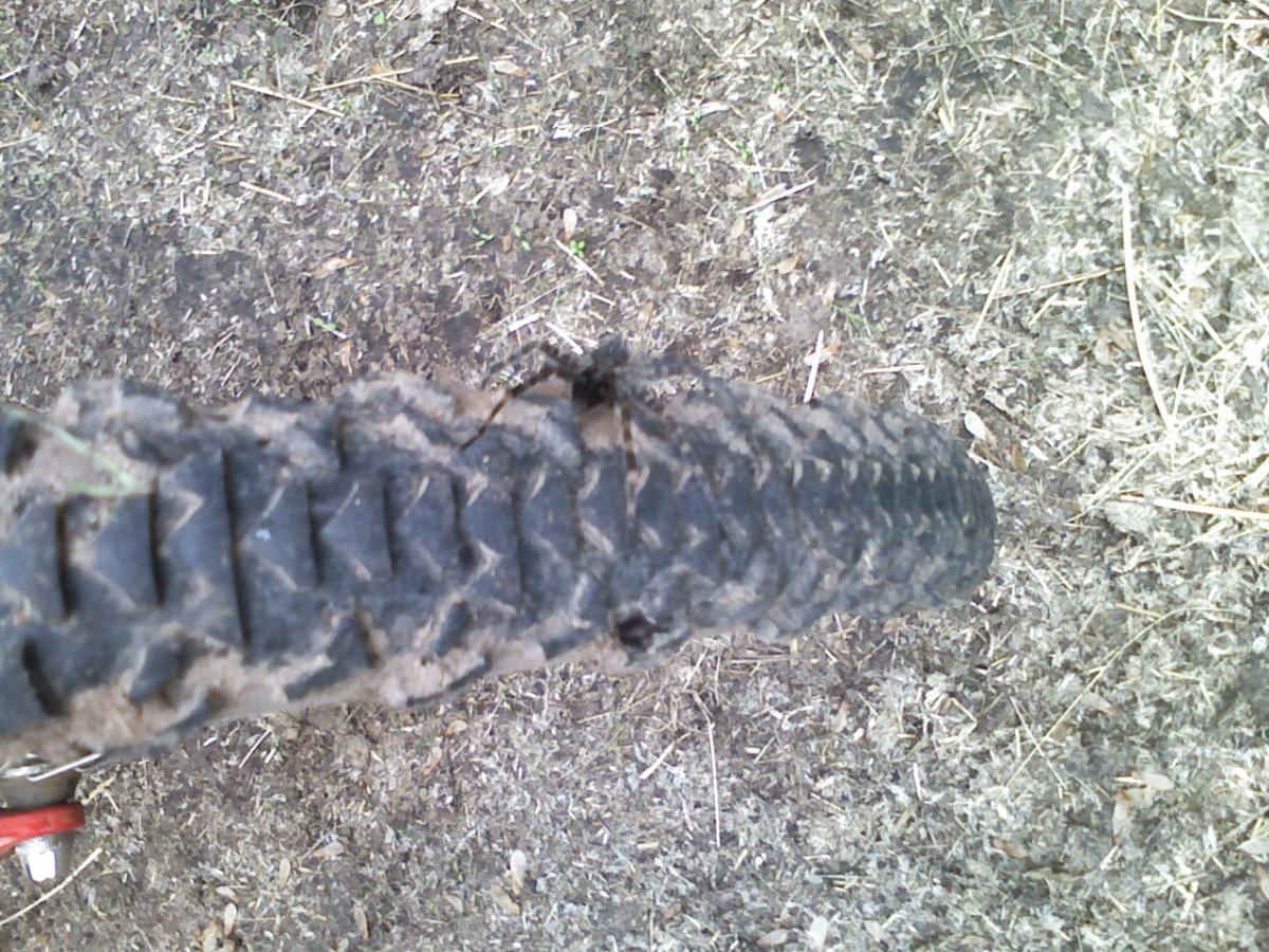 Close-up of a muddy bicycle tire resting on dirt and grass. The Underdown mountain bike trail.