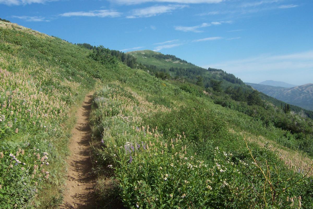 A scenic view of a winding dirt trail surrounded by lush green foliage and wildflowers, leading up a hillside under a clear blue sky. In the distance, rolling mountains can be seen. Northern Skyline mountain bike trail.