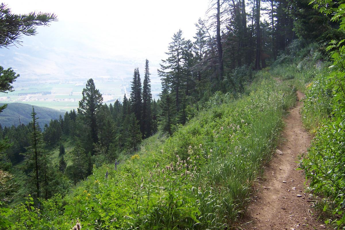 A winding dirt path through a lush green forest, flanked by tall trees and vibrant wildflowers, with a scenic valley visible in the background. The atmosphere is serene and natural, suggesting a peaceful hiking or walking trail. Northern Skyline mountain bike trail.