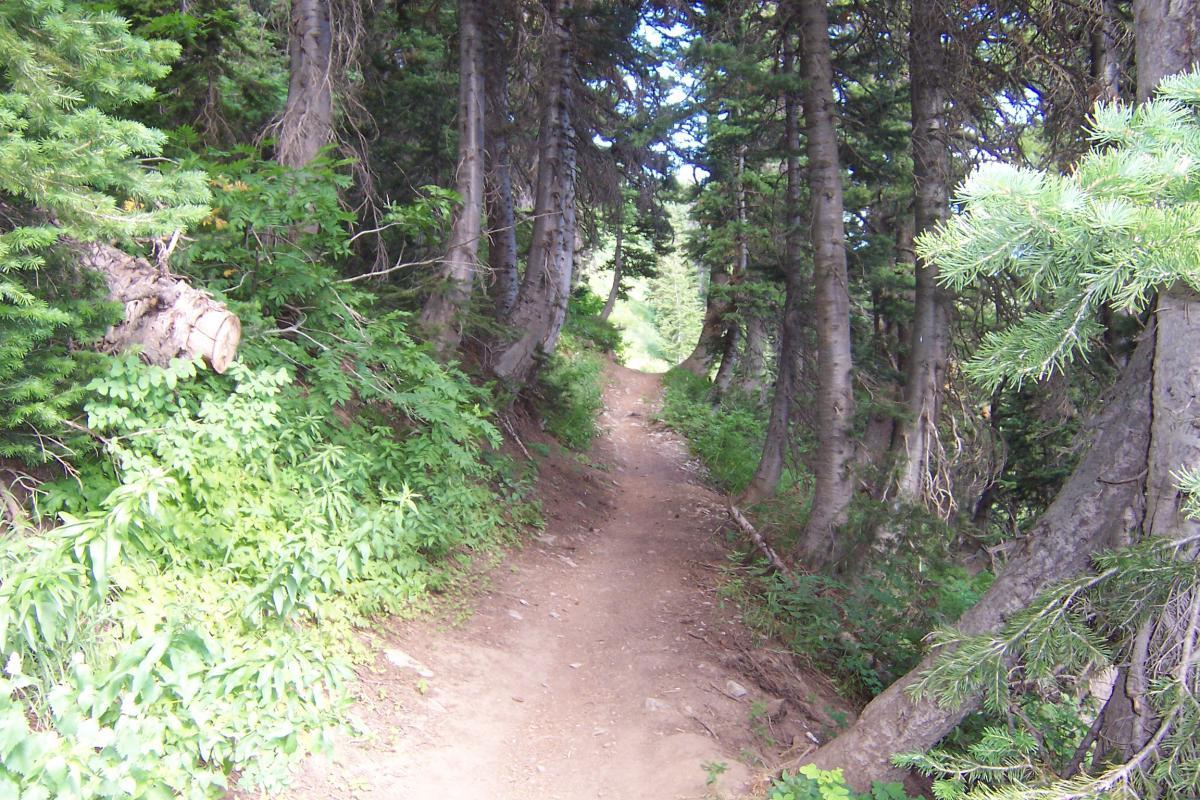 A narrow dirt path winding through a dense forest, flanked by tall pine trees and lush green foliage on either side. Sunlight filters through the trees, creating a serene and inviting atmosphere. Northern Skyline mountain bike trail.
