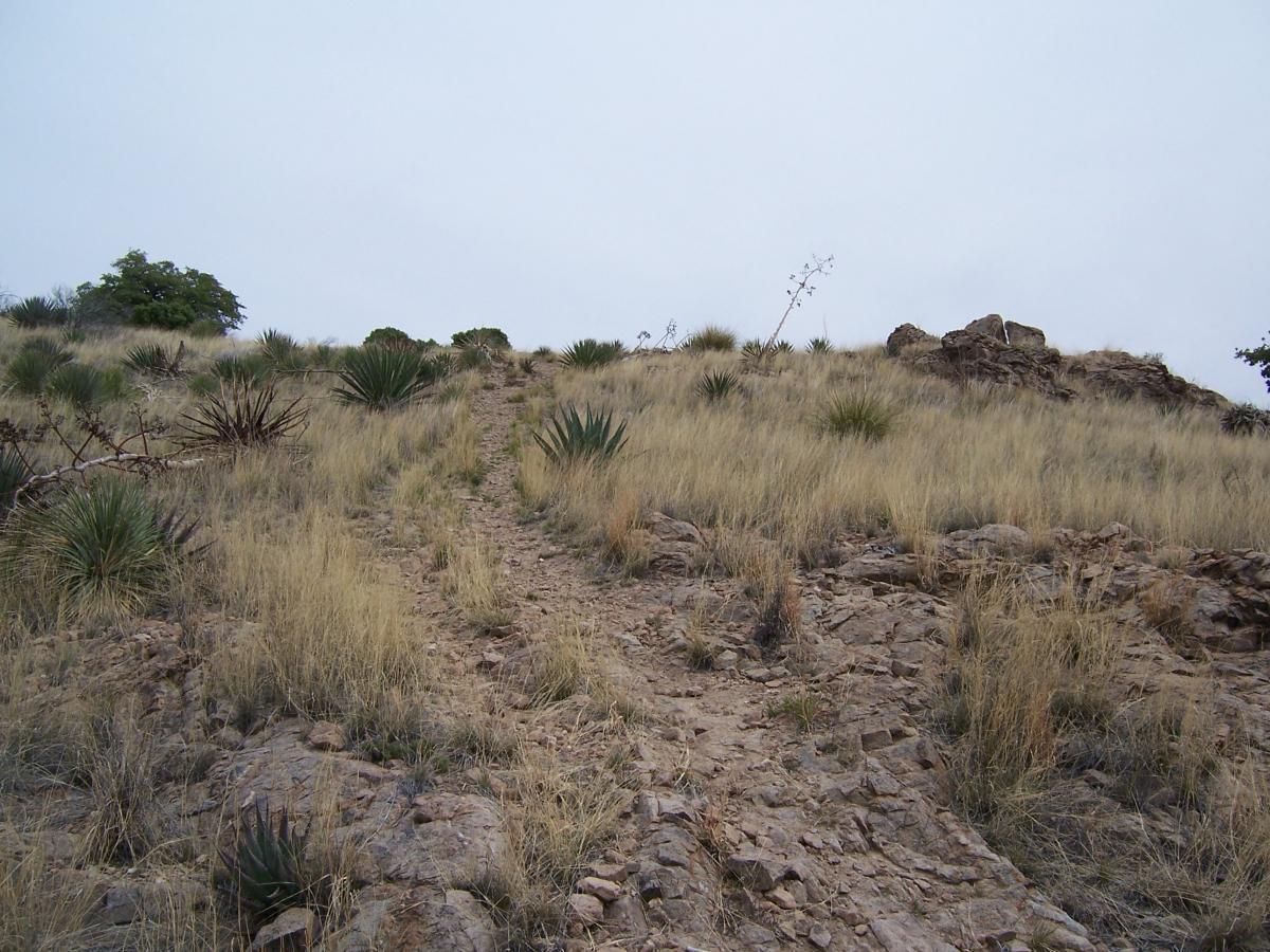 A rocky trail leading up a grassy hillside, surrounded by sparse vegetation including yucca plants. The sky is overcast, creating a subdued lighting effect over the landscape. Brown Canyon mountain bike trail.