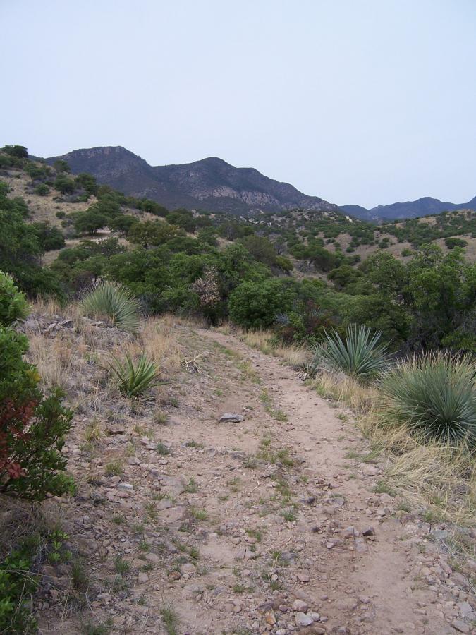 A winding dirt path leads through a mountainous landscape, surrounded by shrubs and patches of grass. In the background, rolling hills and mountains rise under a cloudy sky. The terrain is rocky with scattered vegetation, including yuccas and other plants typical of a semi-arid environment. Brown Canyon mountain bike trail.