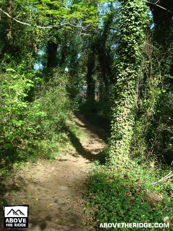 A narrow, winding dirt path surrounded by lush greenery and overgrown vines, leading through a forested area with dappled sunlight filtering through the leaves. Buttermilk mountain bike trail.
