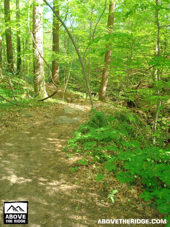 A winding dirt trail surrounded by lush green trees and foliage, leading through a sunlit forest. Natural stones are scattered along the path, creating an inviting yet adventurous atmosphere. Buttermilk mountain bike trail.
