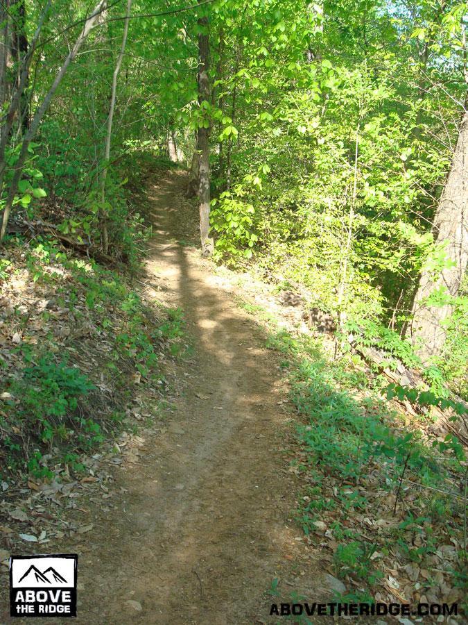 Winding dirt trail through a vibrant green forest, with trees and foliage lining both sides. Sunlight filters through the leaves, creating a serene outdoor atmosphere. Buttermilk mountain bike trail.