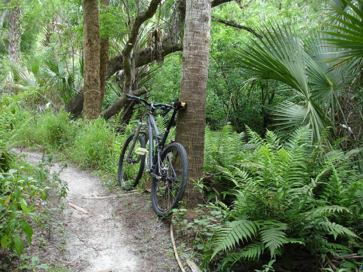 Mountain bike leaned against a tree along a narrow, winding trail surrounded by lush greenery, including ferns and palm trees. The scene captures a peaceful outdoor setting, inviting exploration of the forested area. Fort Pierce Mountain Bike Trail mountain bike trail.