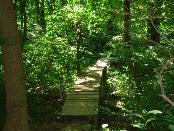 A wooden walkway leading through a lush green forest, surrounded by dense foliage and trees. Sunlight filters through the leaves, illuminating the path in a serene natural setting. White Clay Creek mountain bike trail.
