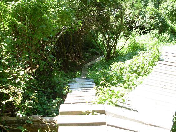 A narrow wooden path winding through a lush green landscape, surrounded by dense foliage and shrubs, leading into a shaded area. White Clay Creek mountain bike trail.