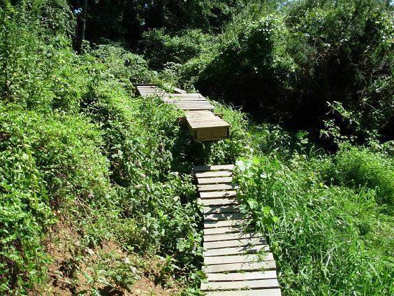 A narrow wooden walkway meanders through dense greenery and overgrown vegetation, leading into a shady, wooded area. The path is partially obscured by tall grass and plants on either side, suggesting a natural, rugged trail environment. White Clay Creek mountain bike trail.