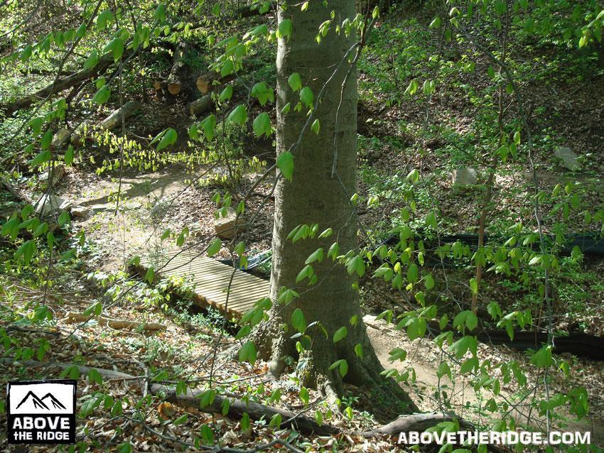 A serene forest scene featuring a large tree with fresh green leaves, overlooking a small wooden bridge nestled in a lush, wooded area. The ground is dotted with fallen branches and rocks, and soft sunlight filters through the foliage, creating a peaceful atmosphere. Forest Hill Park mountain bike trail.