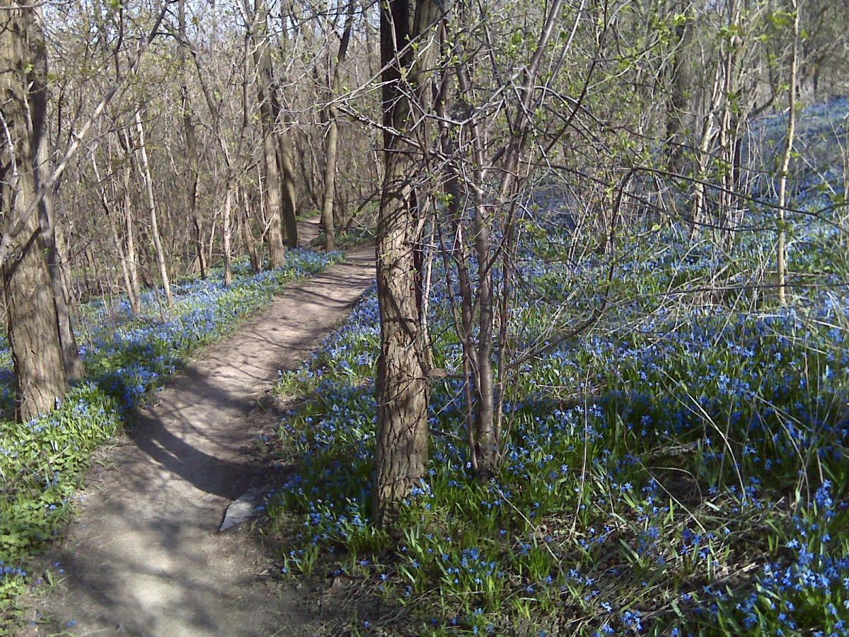 A winding dirt path through a wooded area, lined with lush greenery and vibrant blue flowers. The trees are bare, indicating early spring, with some budding leaves visible. Sunlight filters through the branches, creating a serene and tranquil atmosphere. Don Valley mountain bike trail.
