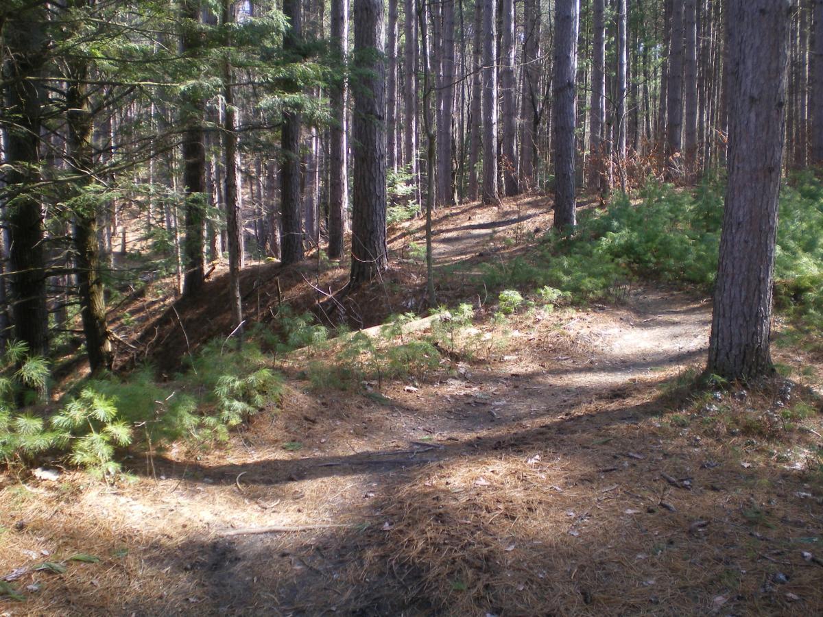A winding dirt path through a dense forest, surrounded by tall trees and greenery. Sunlight filters through the branches, casting shadows on the ground, while patches of pine needles cover the forest floor. Saxon Hill mountain bike trail.