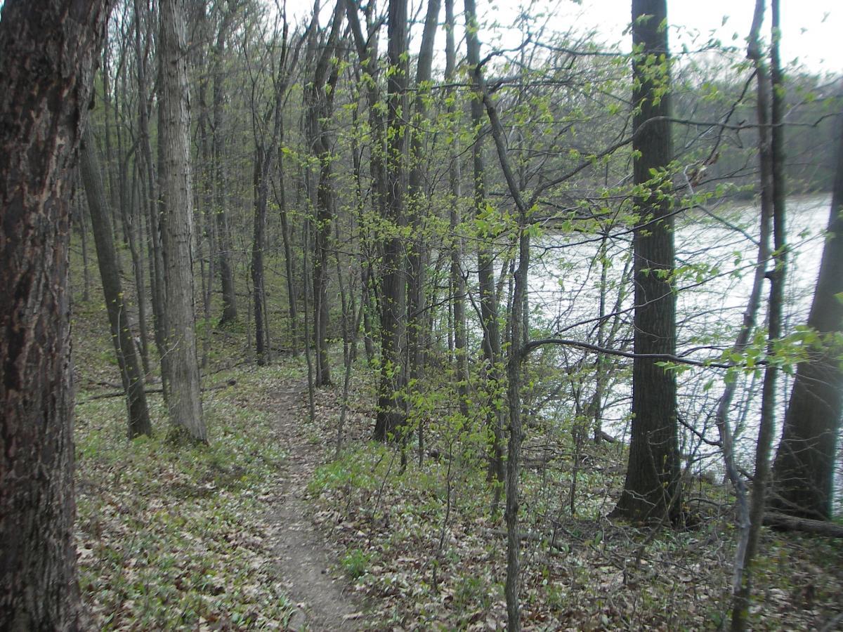 A forest path winding through trees with fresh green leaves, alongside a riverbank. The ground is covered in fallen leaves, and the scene is serene, evoking a sense of nature and tranquility. Van  Buren mountain bike trail.
