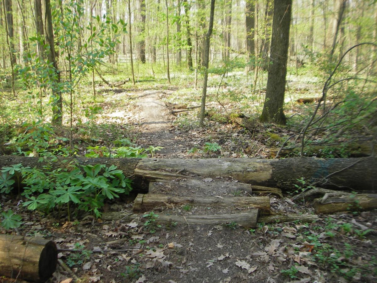 A natural forest path winding through lush greenery, with fallen logs forming a small bridge over the trail. Sunlight filters through the trees, illuminating the soil and surrounding plants. Van  Buren mountain bike trail.