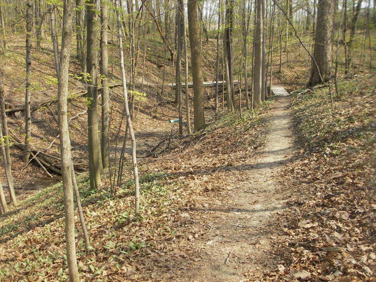 A winding dirt trail through a forested area, surrounded by tall trees and patches of green ground cover. The trail is lined with fallen leaves, and a small wooden bridge can be seen crossing a shallow dry creek bed in the background. Van  Buren mountain bike trail.