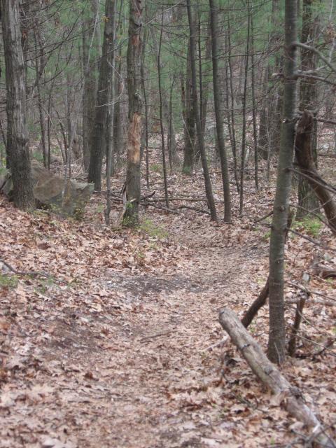 A narrow dirt path winding through a wooded area with tall trees and a carpet of fallen leaves. The scene captures a tranquil, natural setting with greenery visible in the background. Landlocked Forest mountain bike trail.