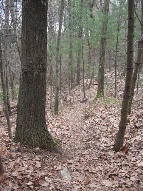 A narrow dirt path winding through a forest, surrounded by tall trees and scattered fallen leaves on the ground. The scene captures a peaceful and natural wooded environment. Landlocked Forest mountain bike trail.