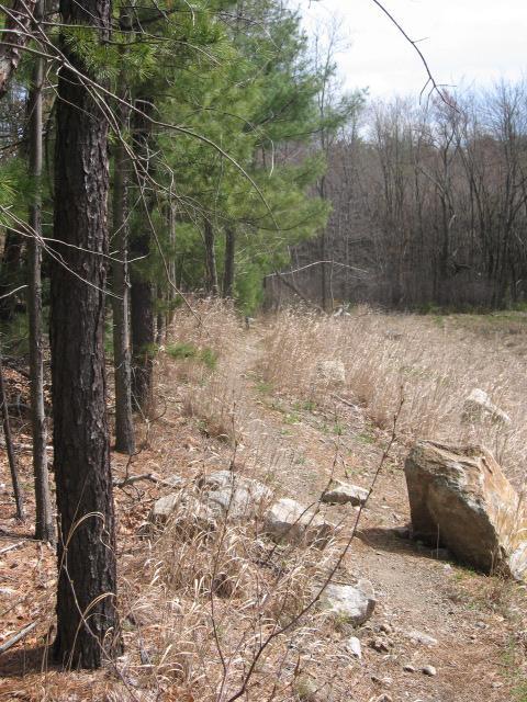 A narrow dirt path winds through a wooded area, flanked by tall pine trees on one side and dry grass on the other. Large rocks are scattered along the trail, leading into a serene and natural landscape, with leafless trees in the background. Landlocked Forest mountain bike trail.