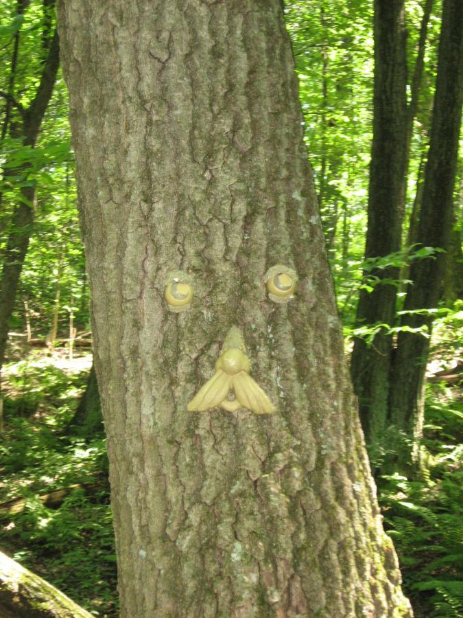 Close-up of a tree trunk resembling a face, with large yellow eyes and a distinctive nose and mouth, surrounded by lush green foliage in a forest setting. Hixon Forest mountain bike trail.