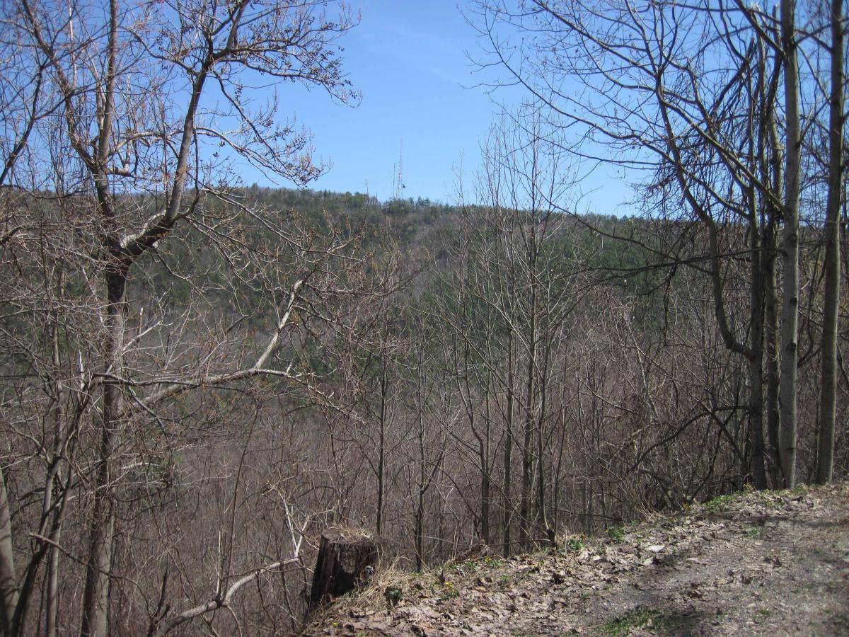 A serene view of a forested landscape showing bare trees against a clear blue sky, with rolling hills in the background. A tree stump is visible in the foreground, surrounded by fallen leaves, and distant greenery can be seen on the hillsides. North Mountain/longdale Loop mountain bike trail.