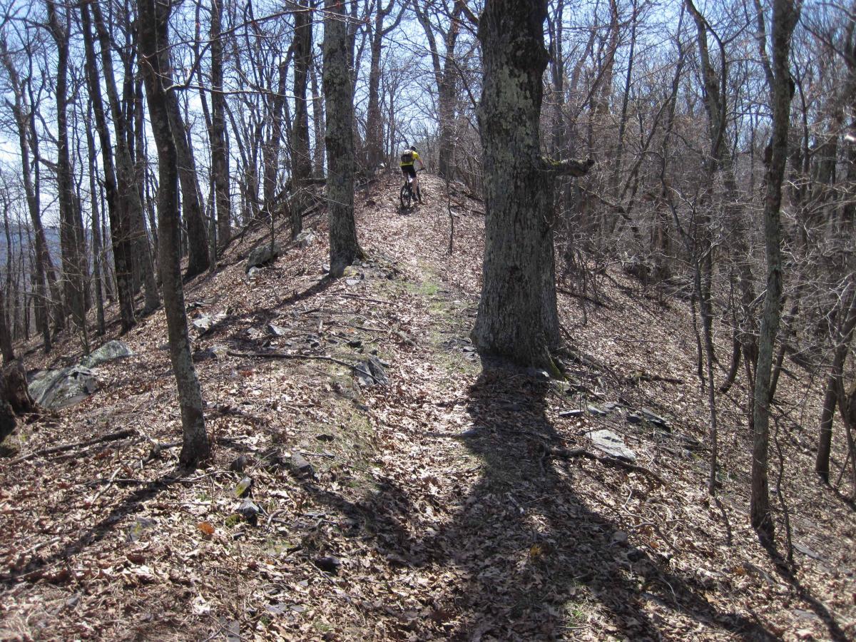 A narrow dirt trail winding through a wooded area with bare trees, scattered rocks, and fallen leaves. A cyclist in a yellow shirt is seen riding up the trail, surrounded by the natural landscape under a clear blue sky. North Mountain/longdale Loop mountain bike trail.