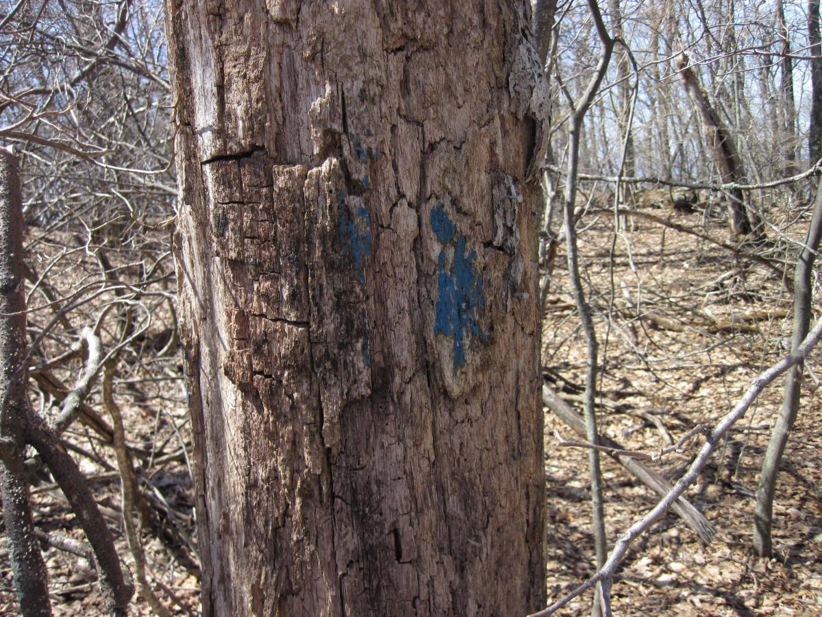 A close-up view of a weathered tree trunk with visible cracks and rough texture, displaying a small area of blue paint. Surrounding the tree are sparse branches and dry leaves, indicating a wooded area in early spring or late autumn. North Mountain/longdale Loop mountain bike trail.