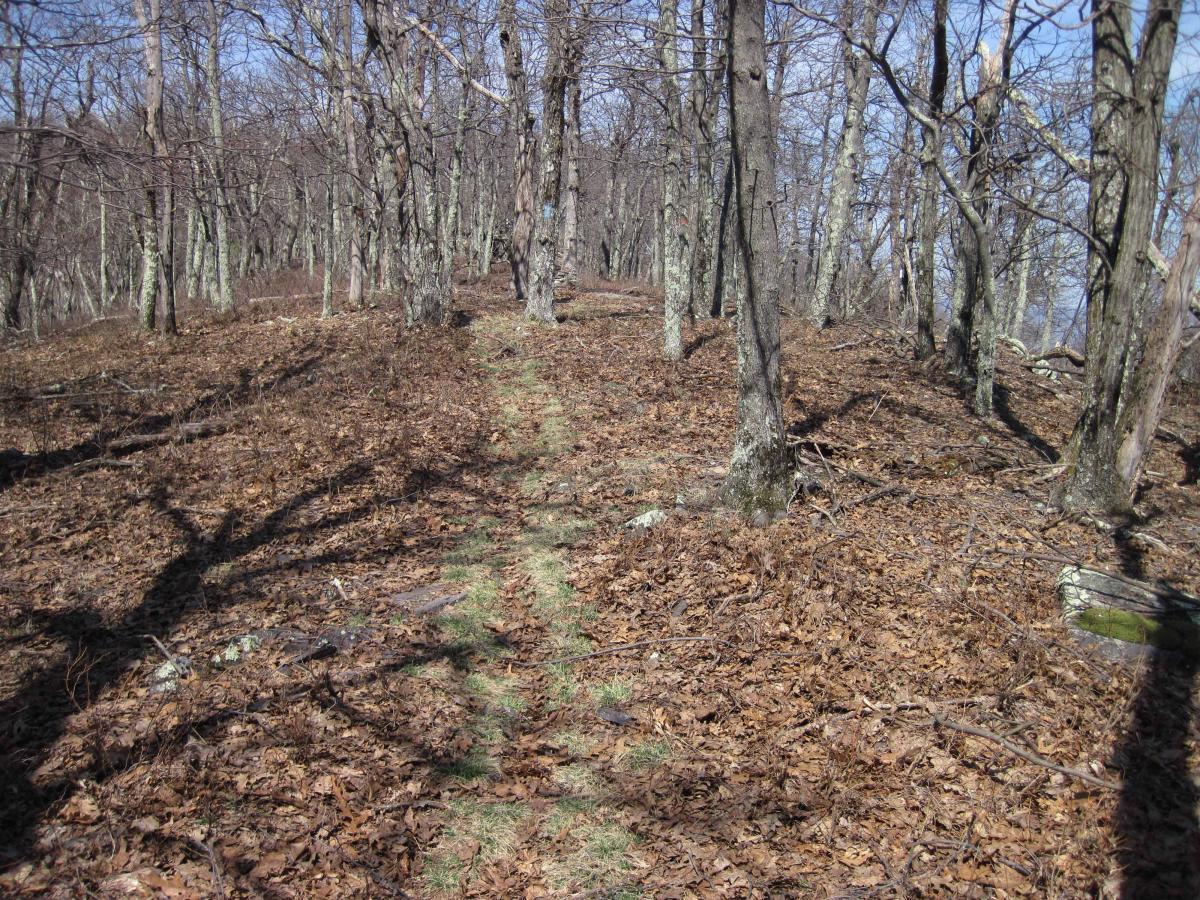 A dirt path winding through a wooded area with leaf-covered ground and bare trees, under a clear blue sky. North Mountain/longdale Loop mountain bike trail.