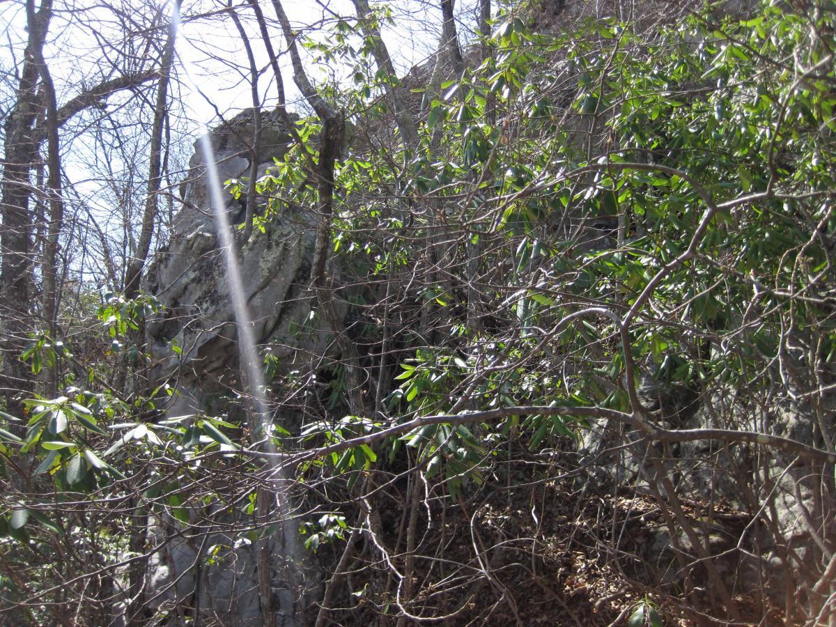 Dense foliage surrounds a large, rocky outcrop in a forested area, with sunlight filtering through the branches. North Mountain/longdale Loop mountain bike trail.