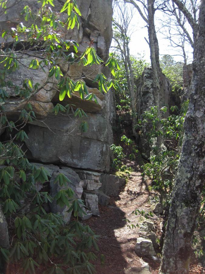 A narrow path winding through rocky formations and green foliage, surrounded by trees and sunlight filtering through the leaves. North Mountain/longdale Loop mountain bike trail.