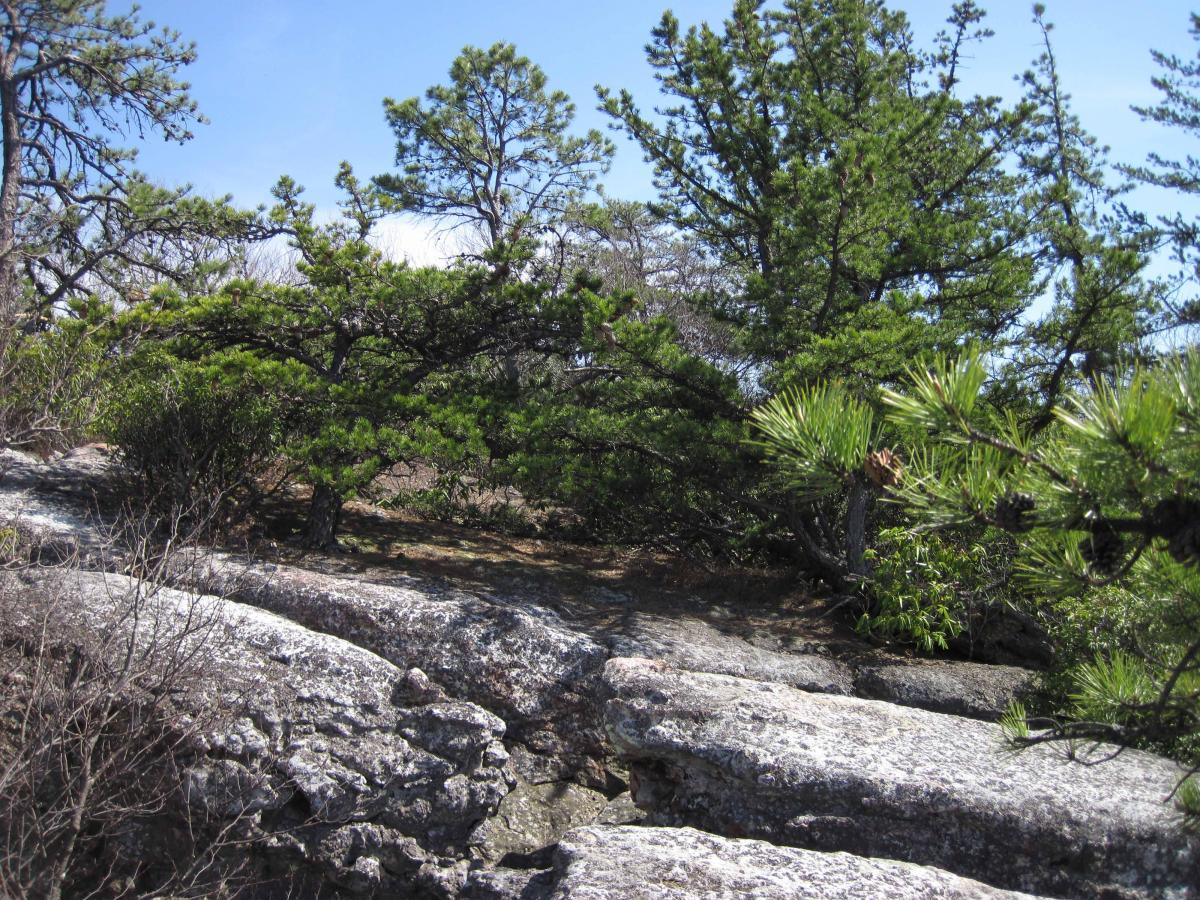 A rocky landscape featuring a mix of green pine trees and shrubs under a clear blue sky. The scene captures the natural beauty of a forested area, with boulders and textured rock surfaces visible in the foreground. North Mountain/longdale Loop mountain bike trail.