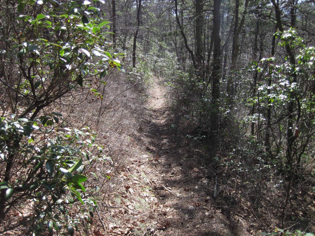 A narrow dirt trail surrounded by dense vegetation, including bushes and trees, in a wooded area. The sunlight filters through the branches, illuminating the path which is covered with fallen leaves. North Mountain/longdale Loop mountain bike trail.