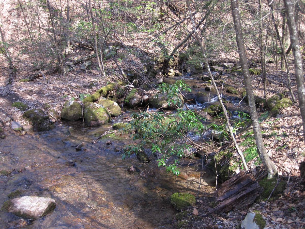 A small, serene stream flows through a wooded area. The water glimmers in the sunlight, reflecting the surrounding greenery and rocks covered in moss. Leafy branches frame the scene, and the forest floor is strewn with fallen leaves and twigs, creating a peaceful natural atmosphere. North Mountain/longdale Loop mountain bike trail.