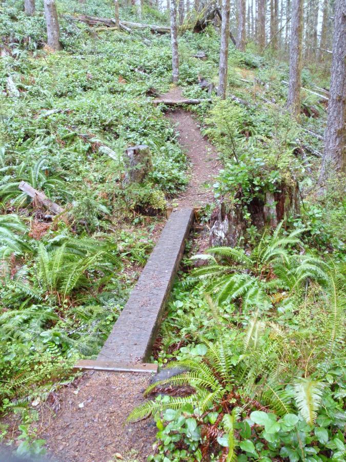 A wooden path leads through a lush green forest, surrounded by ferns and underbrush. Tall trees rise in the background, and the path gently ascends, indicating a natural trail in a serene, wooded area. Sickter Lars Trail mountain bike trail.