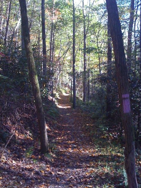 A tranquil forest path lined with trees, featuring scattered autumn leaves on the ground and a faint pink trail marker on a tree trunk. Sunlight filters through the leaves, creating a serene atmosphere. Brush Creek mountain bike trail.