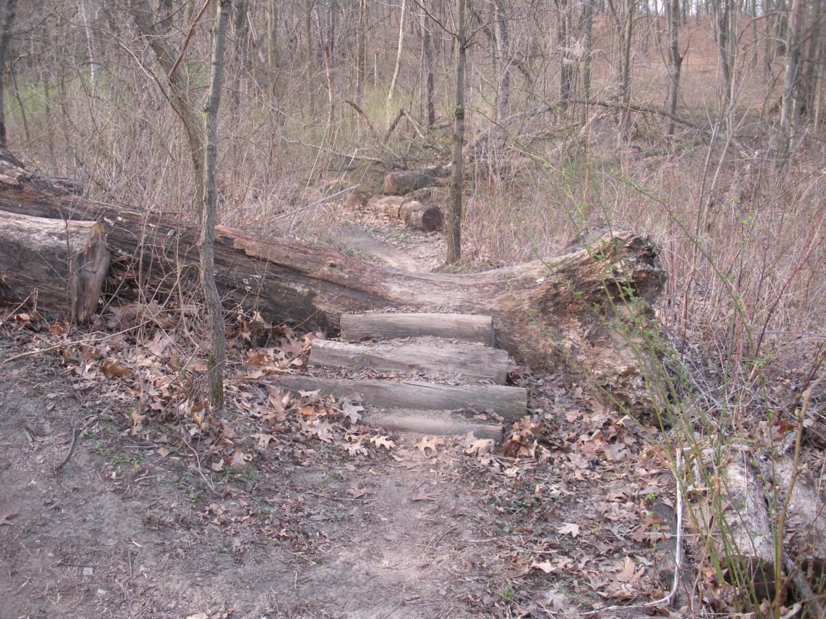A winding trail through a wooded area, featuring wooden steps leading over a fallen log, surrounded by sparse trees and dry leaves on the ground. Fort Custer Recreation Area mountain bike trail.