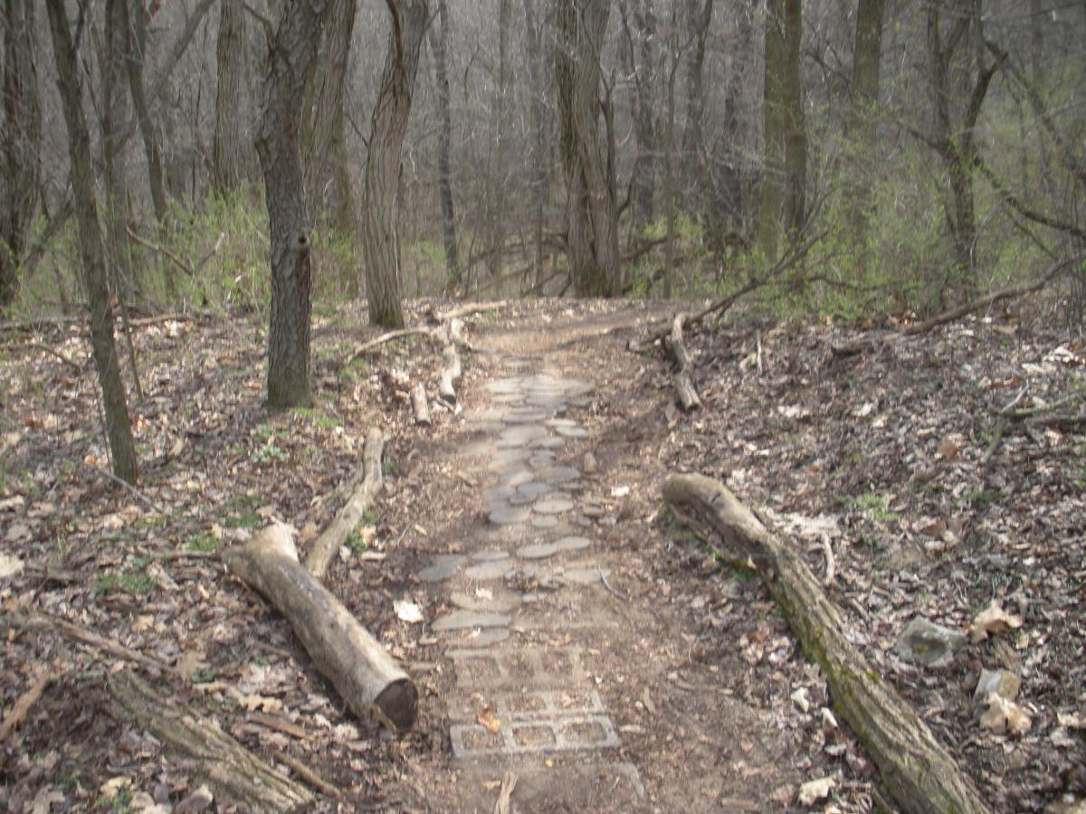 A winding stone path through a dense forest, lined with bare trees and scattered fallen branches and leaves. The trail is partially covered in dirt and leads deeper into the woods, suggesting a serene outdoor setting. Fort Custer Recreation Area mountain bike trail.
