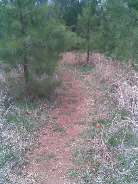 A narrow dirt path leading through a dense area of young pine trees, surrounded by tall grass and some scattered orange leaves. Mt Tabor Park mountain bike trail.