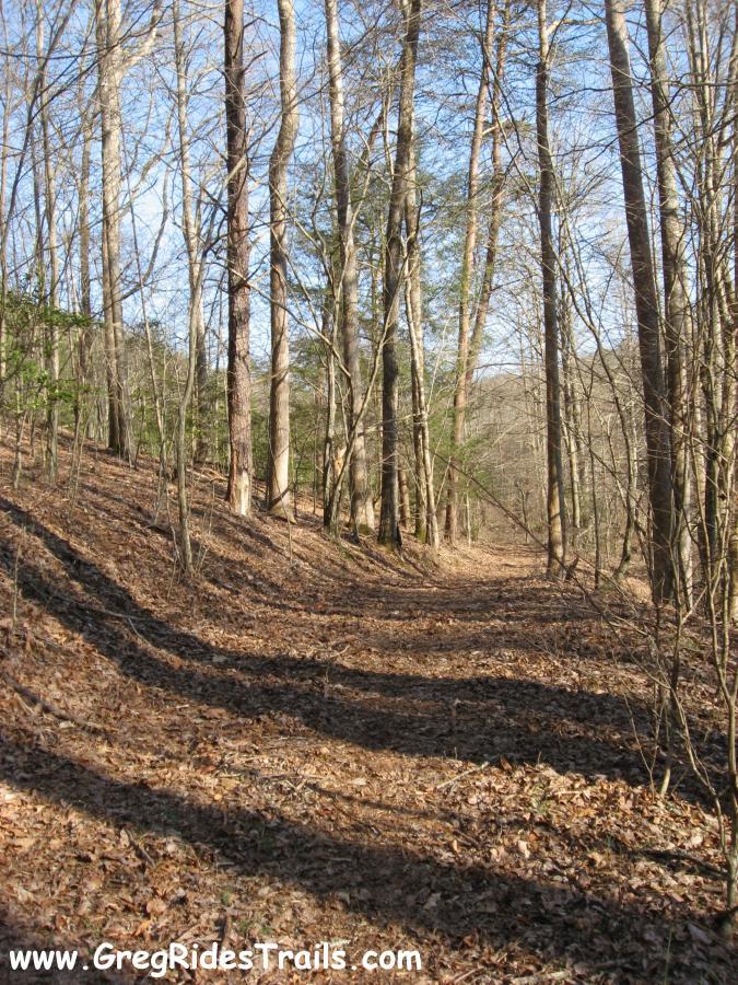 A winding dirt trail through a forest, lined with tall trees and scattered autumn leaves on the ground, under a clear blue sky. Montgomery Creek Trail mountain bike trail.
