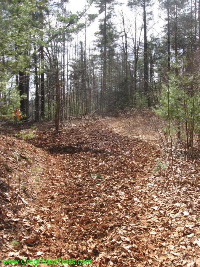 A dirt trail winding through a forest, covered in fallen leaves, with tall trees on either side. Sunlight filters through the branches, creating a serene outdoor atmosphere. Jake Mountain Trails mountain bike trail.