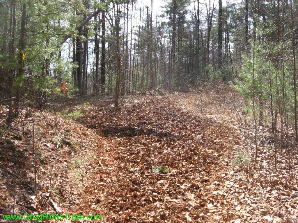 A wooded trail covered in fallen leaves, surrounded by trees and underbrush, with sunlight filtering through the branches. The path curves slightly, leading deeper into the forest. Jake Mountain Trails mountain bike trail.