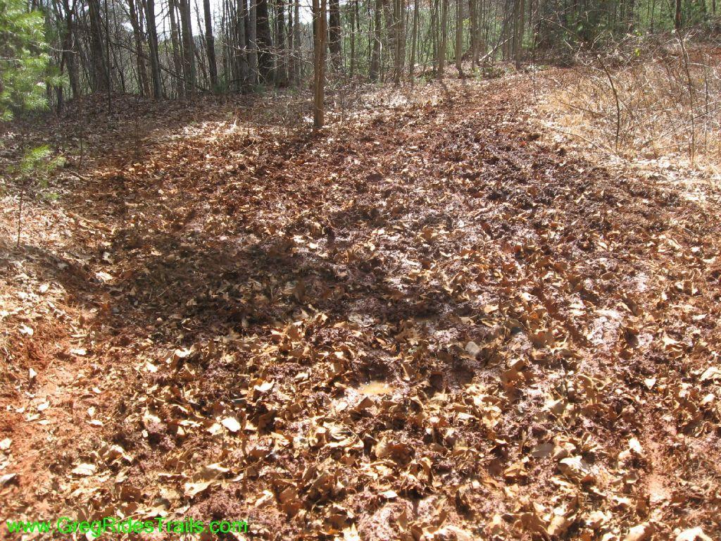 A forest trail covered in a layer of fallen leaves, with trees on either side. The ground is a mixture of brown soil and dried leaves, indicating a natural, wooded environment. Sunlight filters through the trees, casting shadows on the leaf-covered path. Jake Mountain Trails mountain bike trail.