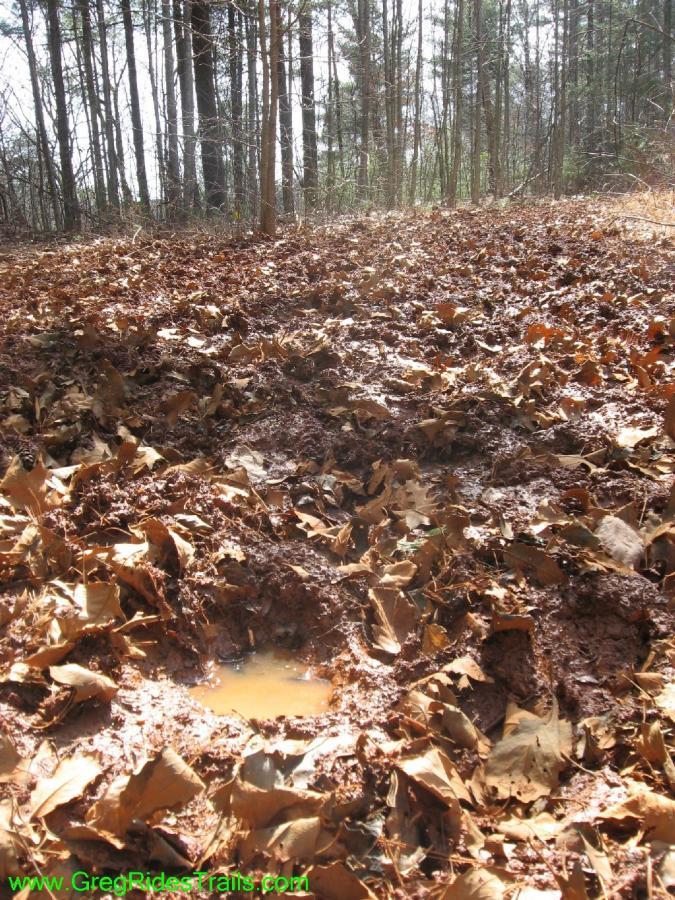 A forested area covered with fallen leaves, showing a patch of mud with a small puddle of water. Sunlight filters through the trees in the background. Jake Mountain Trails mountain bike trail.